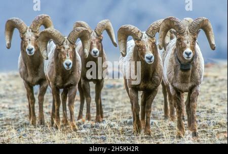 Portrait of five, full curl, bighorn sheep rams standing in a filed and looking curiously at camera. Bighorn rams that are at least six years old h... Stock Photo