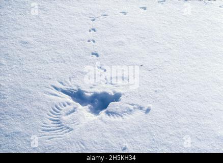 Imprint left behind from a life and death event of a large bird's wings and tail feathers after swooping down to capture its prey of a small deer m... Stock Photo