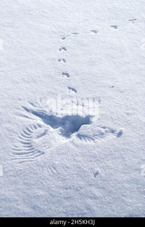 Imprint left behind from a life and death event of a large bird's wings and tail feathers after swooping down to capture its prey of a small deer m... Stock Photo