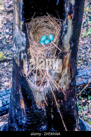 A robin nested and laid four eggs (Turdus migratorius) inside a burned out tree trunk that had been charred by the fires of 1988 in Yellowstone Nat... Stock Photo
