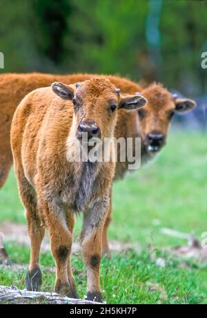 Portrait of buffalo calves (Bison bison) staring at the camera; Yellowstone National Park, Wyoming, United States America Stock Photo