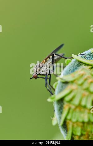 Close-up detail of a Robber fly or assassin fly (Asilidae) on male fern or worm fern (Dryopteris filix-mas); Bavaria, Germany Stock Photo