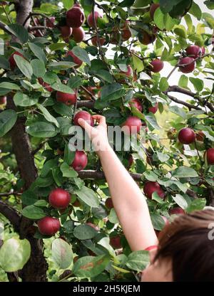 Child reaching to pick an apple from a tree in an orchard. Stock Photo