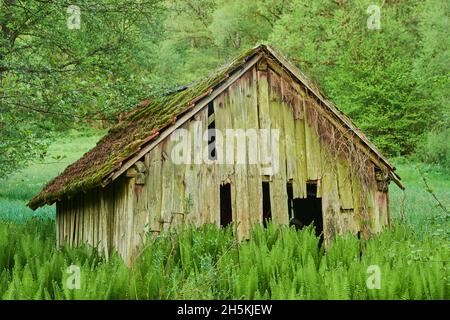 Cabin standing in the middle of field of male ferns or worm ferns (Dryopteris filix-mas); Bavaria, Germany Stock Photo