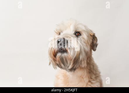 Soft coated wheaten terrier dog against white background. Stock Photo
