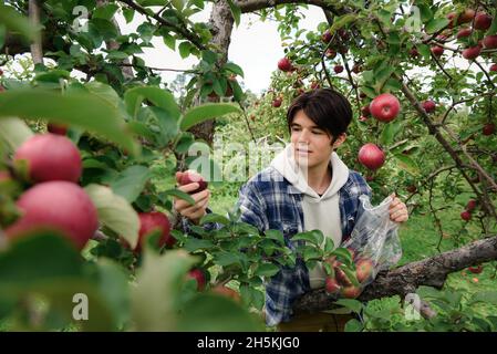 Teenage boy picking apples from a tree in an orchard on a fall day. Stock Photo