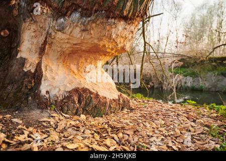 Crack willow or brittle willow (Salix fragilis) tree, bitten by a Eurasian beaver (Castor fiber); Bavaria, Germany Stock Photo