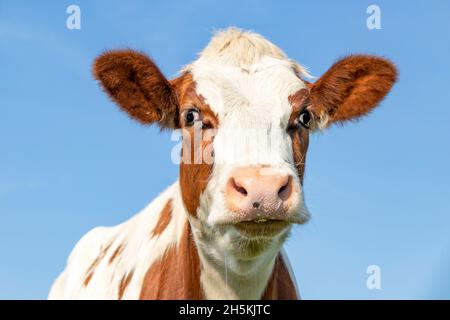 Cute cow head, red fur with droopy eyes and pink nose, lovely drooling and innocent on a blue background. Stock Photo