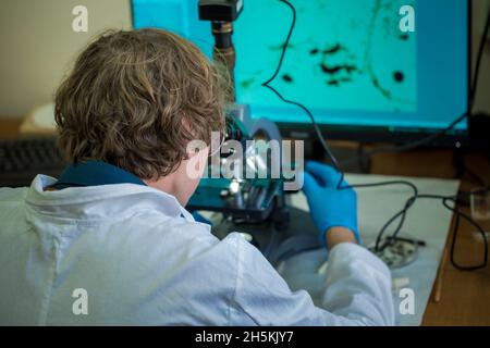 Scientist examines cannabis sativa mold through an electron microscope Stock Photo