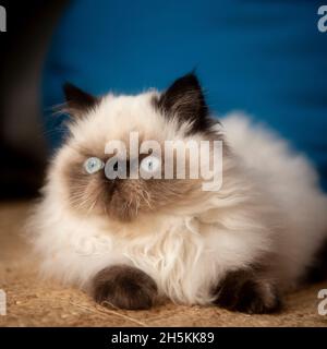 Pedigree Himalayan kitten Stock Photo