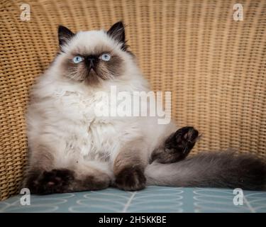 Pedigree Himalayan kitten Stock Photo