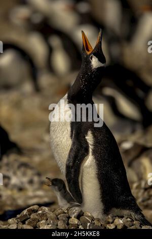 Mother gentoo penguin with chick calling for her mate. Stock Photo