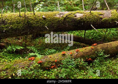 Orange fungi growing on a fallen mossy tree trunk in Estonian old-growth forest. Stock Photo