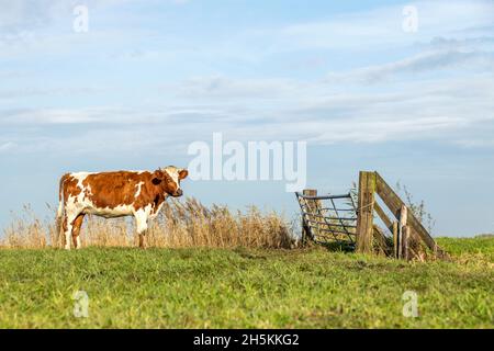 Cow and gate, waiting for closed wooden fence in a field and under a blue sky. Stock Photo