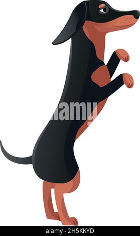 dachshund stands, dog, vector, white background Stock Vector Image & Art -  Alamy