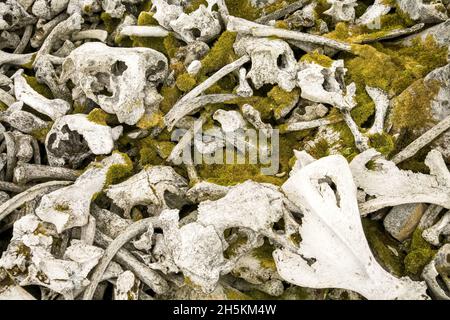 Mossy walrus bones at a hunting site make a animal graveyard. Stock Photo