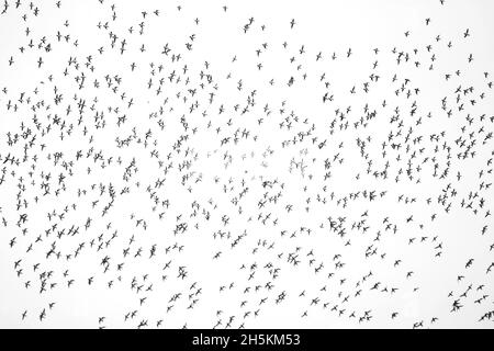 Little auks, Alle alle, or dovekies, fill a sky in their flight. Stock Photo