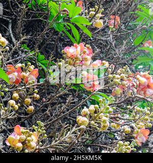 The flower of the sacred Bo tree. Sri Lanka. Shallow depth of field Stock Photo