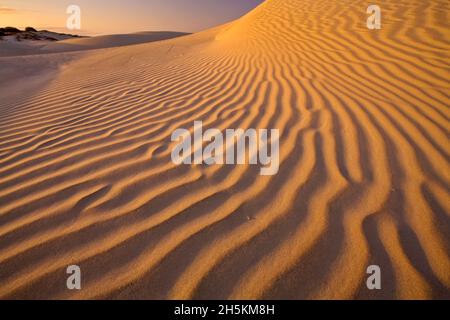 Sand dunes at Sand Dollar Beach, Isla Magdalena, sunset. Stock Photo