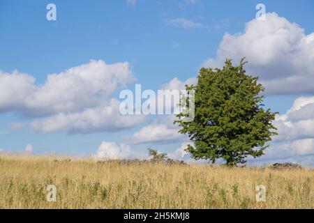 Isolated tree outdoors in UK countryside in summer sunshine with blue sky and fluffy clouds. Stock Photo