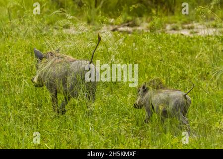Common Warthog (Phacochoerus africanus) Stock Photo