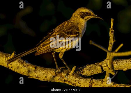 A San Cristobal mockingbird standing on a tree branch. Stock Photo