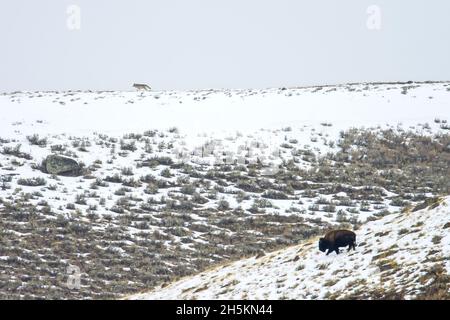 A gray wolf walks on a ridge above a buffalo in the snow.