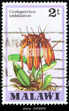 MALAWI - CIRCA 1979: a stamp printed in Malawi shows cirrhopetalum umbellatum, is a species of orchid native to tropical parts of South East Asia, cir Stock Photo