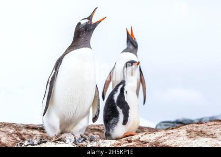 Three well fed Gentoo Penguin chicks in Port Lockroy at British Base A in Antarctica. Stock Photo