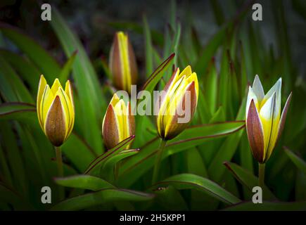 Close-up of a grouping of tulips not quite opened; Calgary, Alberta, Canada Stock Photo