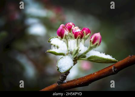 Close-up of early apple blossoms covered in a dusting of snow; Calgary, Alberta, Canada Stock Photo