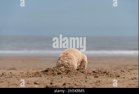 A blond cockapoo dog digs in the sand on a beach at the water's edge; South Shields, Tyne and Wear, England Stock Photo