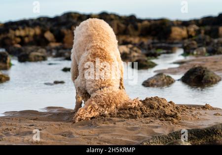 A blond cockapoo dog digs in the sand on a beach at the water's edge; Whitburn, Tyne and Wear, England Stock Photo