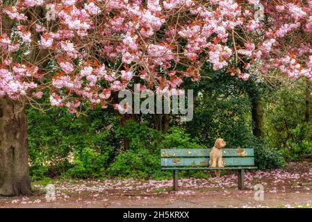 A blond Cockapoo dog sits on a park bench along a path in springtime with a tree dropping pink petals on the ground Stock Photo