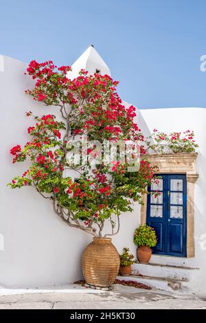 Greek island typical architecture. Kythira Chora town, Greece. Blue wooden door and red bougainvillea on whitewashed house wall. Sunny summer day Stock Photo