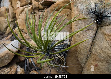 A yucca plant grows from a crack in the granite in Joshua Tree National Park. Stock Photo