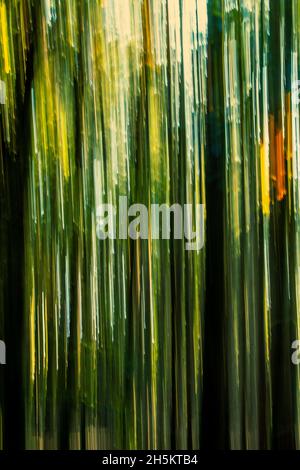 Abstract of trees in a forest Stock Photo