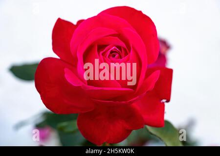 Red rose.. The Rosa genus is made up of a well-known group of generally thorny and flowery shrubs, the main representatives of the Rosaceae family.The Stock Photo