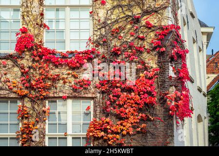 Climbing plant with red leaves on the wall of a house Stock Photo