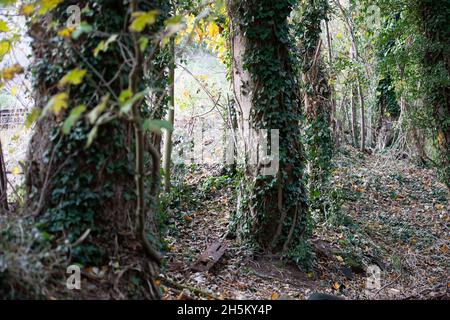 Wendover, UK. 9th November, 2021. Trees along the railway bank off the A413 breath their last as they await the chainsaws of HS2. The High Speed Rail from London to Birmingham puts 108 ancient woodlands, 693 wildlife sites and 33 SSSIs at risk. Credit: Maureen McLean/Alamy Stock Photo