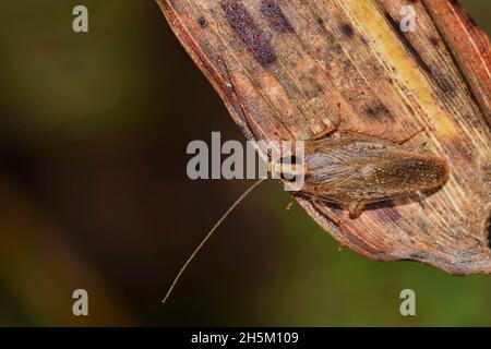 German Cockroach (blattella germanica) on a dead leaf, dorsal view with copy space. Stock Photo
