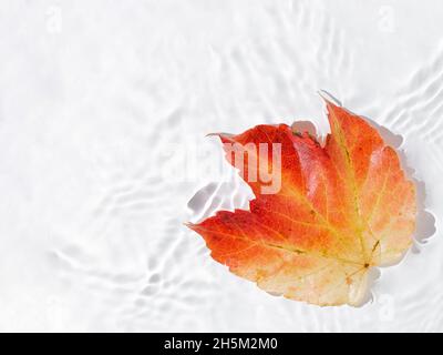 Autumn leaf floating on the water Stock Photo