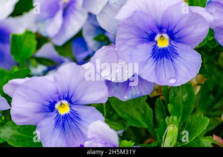 Multi-colored pansies (violas) bloom, March 21, 2012, in Columbus, Mississippi. Pansies are also known as violas, violets, and heartsease. Stock Photo