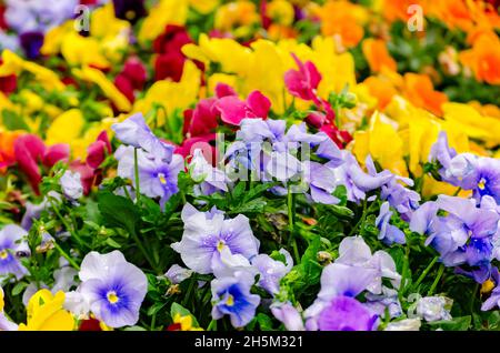 Multi-colored pansies (violas) bloom, March 21, 2012, in Columbus, Mississippi. Pansies are also known as violas, violets, and heartsease. Stock Photo