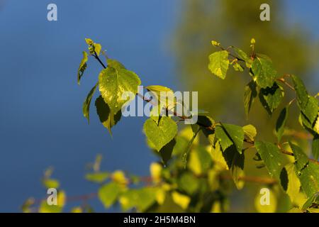 Fresh Silver birch, Betula pendula leaves after rainfall on a May evening in Estonia. Stock Photo