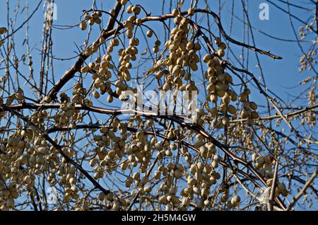 Branch with dried fruits of  Elaeagnus angustifolia, Tree of Paradise or Russian Olive, in close-up, Sofia, Bulgaria Stock Photo