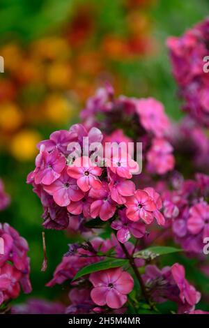 Phlox paniculata Coral Flame,Flame Series,Phlox Coral Flame, Phlox Barsixtytwo,salmon pink flowers,flowers,garden,gardens,scented,fragrant flowers,RM Stock Photo