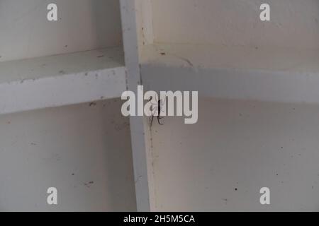 White Tailed Spider (Lampona sp.) New Zealand Stock Photo