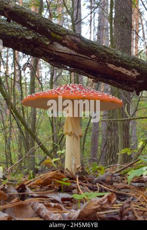 In the forest, a poisonous mushroom, red in specks, grows on dry grass. The foreground and background are blurred. Frame vertical Stock Photo