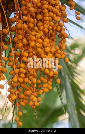 Golden yellow dates ripening on a date palm tree in afternoon light Stock Photo